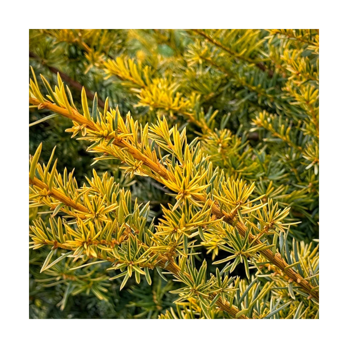 If rampant doré, Taxus