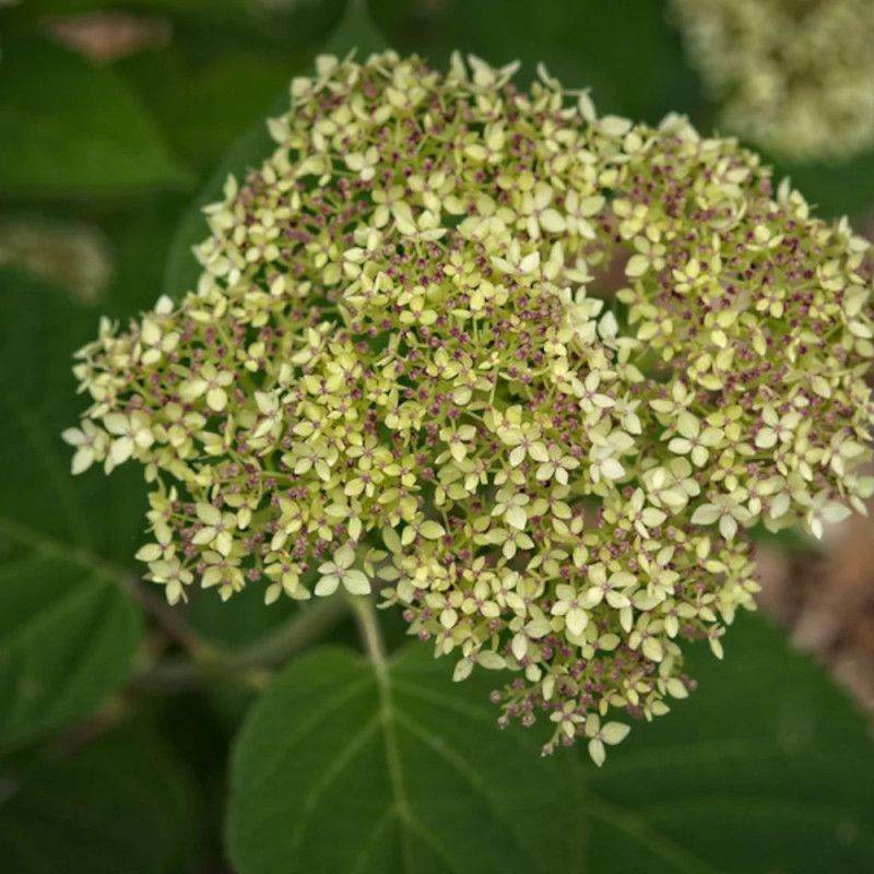 Hortensia de Virginie Lime Rickey® 'SMNHARL', Hortensia arborescens
