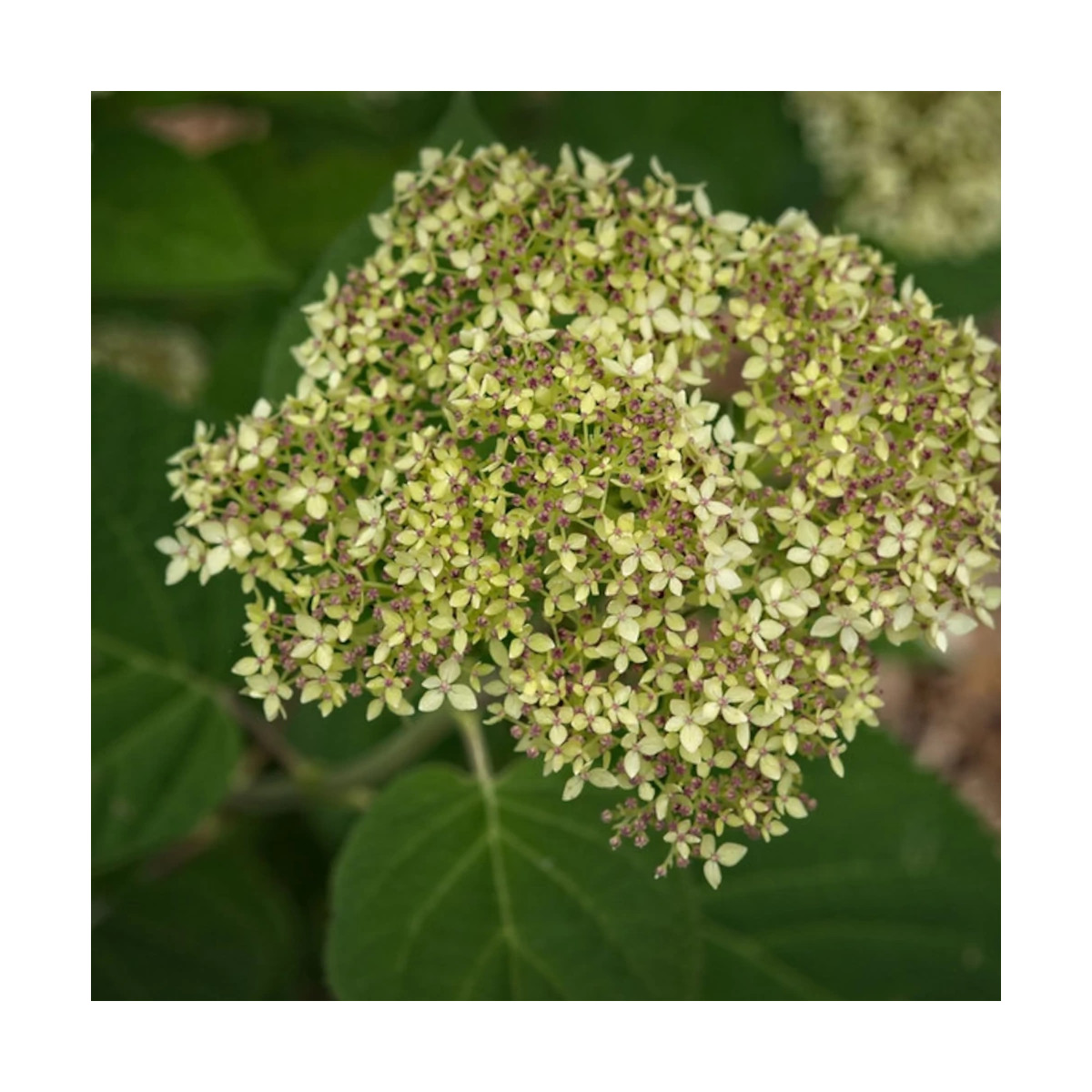 Hortensia de Virginie Lime Rickey® 'SMNHARL', Hortensia arborescens