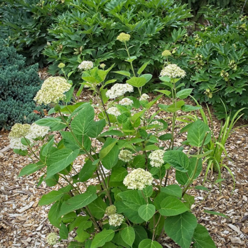 Hortensia de Virginie Lime Rickey® 'SMNHARL', Hortensia arborescens