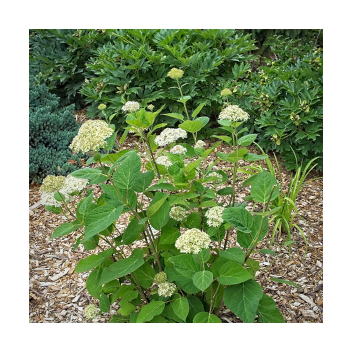 Hortensia de Virginie Lime Rickey® 'SMNHARL', Hortensia arborescens