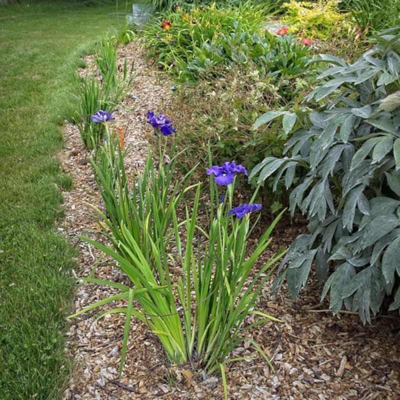 Iris japonais Sensation