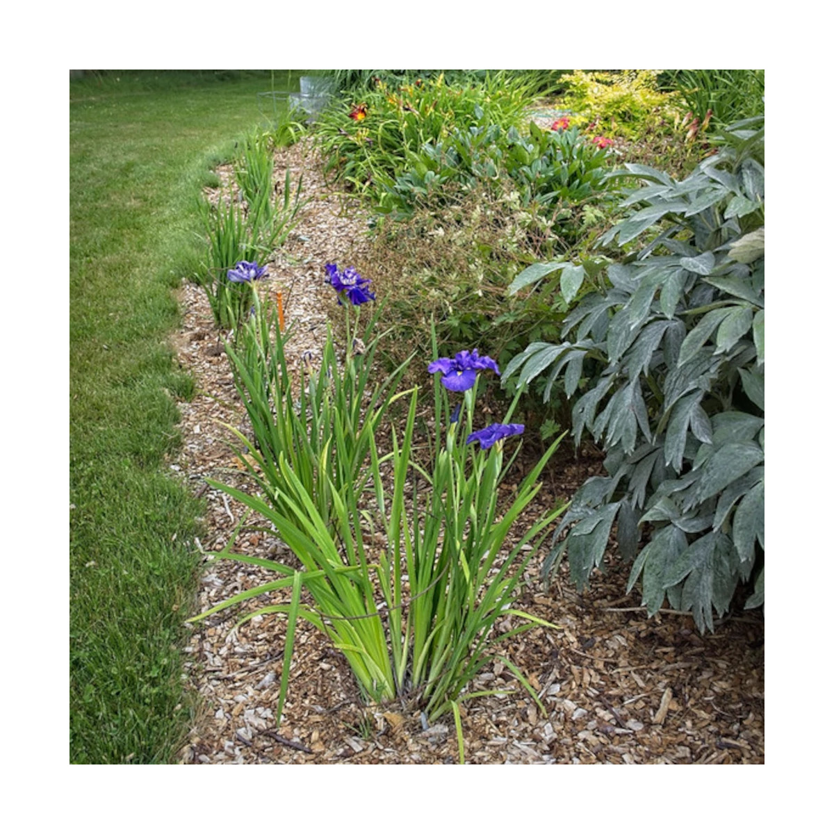 Iris japonais Sensation