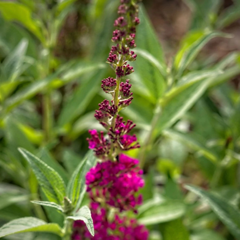 Large Raspberry Buddleia Buddleia Buzz™ Hot Raspberry : Arbre aux papillons rose vif