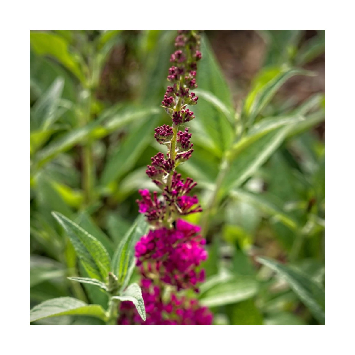 Buddleja Hot Raspberry Buddleia Buzz™ Hot Raspberry : Arbre aux papillons rose vif