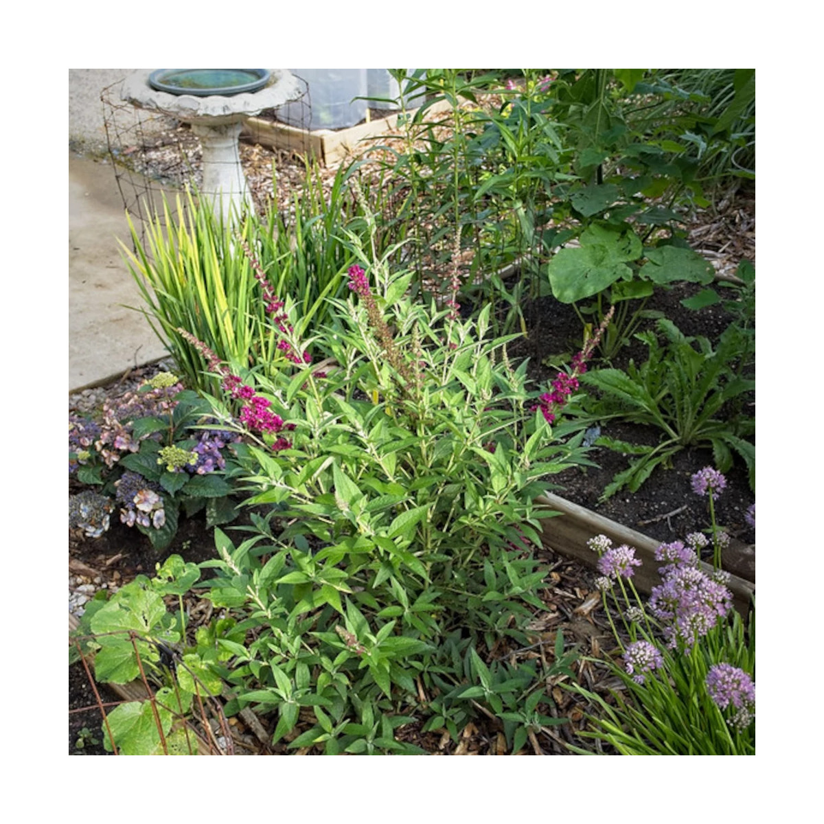 Buddleja Hot Raspberry Buddleia Buzz™ Hot Raspberry : Arbre aux papillons rose vif