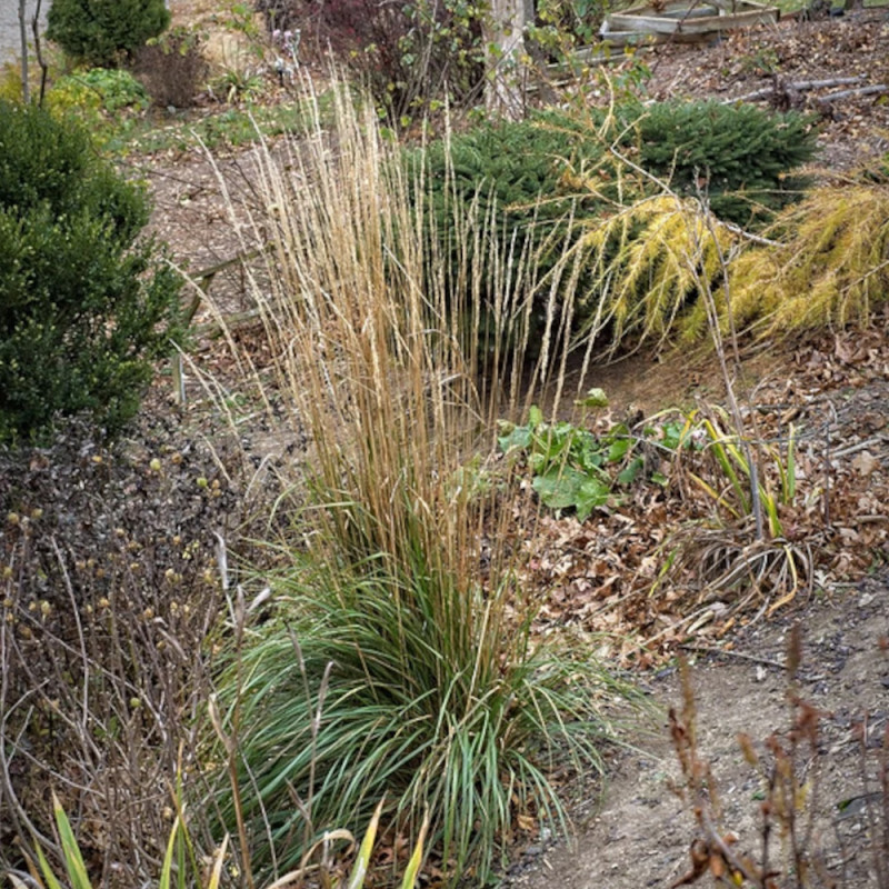 Calamagrostis Karl Foerster