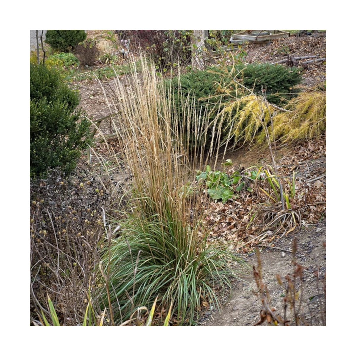 Calamagrostis Karl Foerster