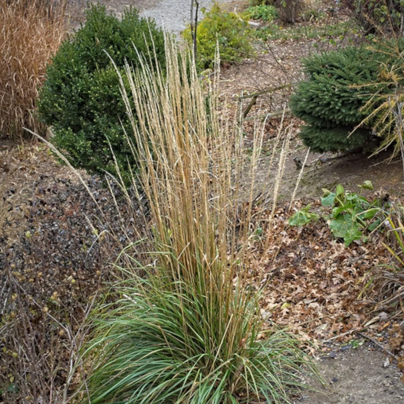 Calamagrostis Karl Foerster