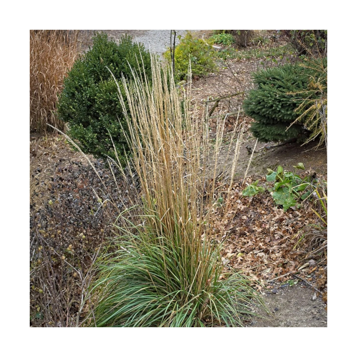 Calamagrostis Karl Foerster
