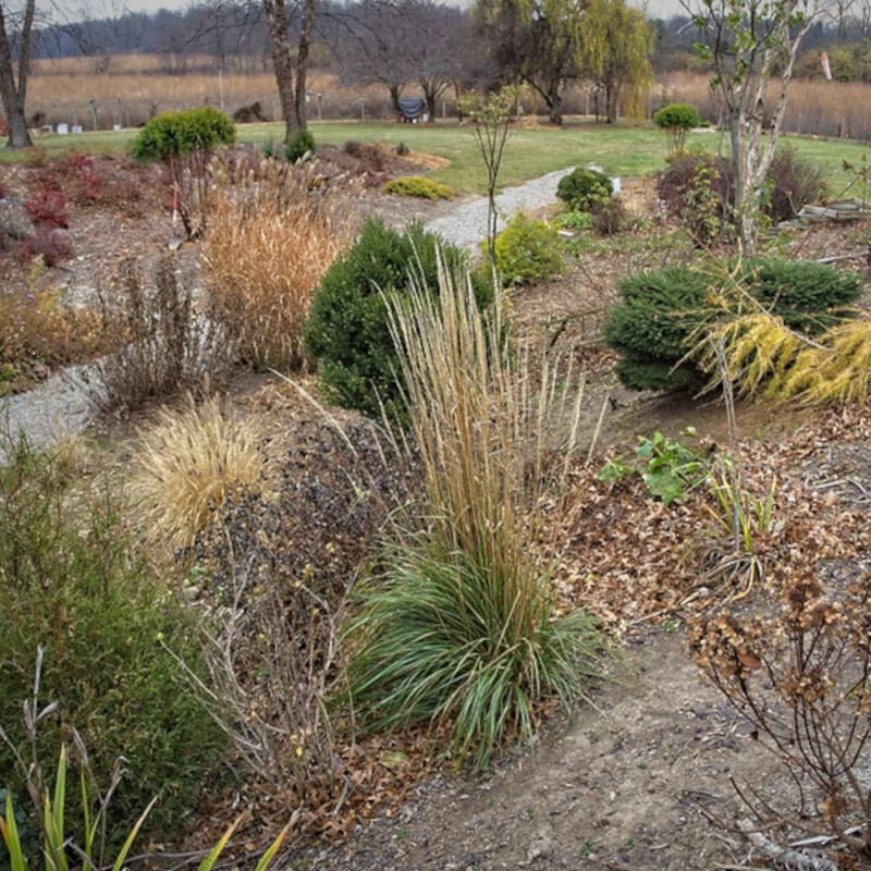 Calamagrostis Karl Foerster