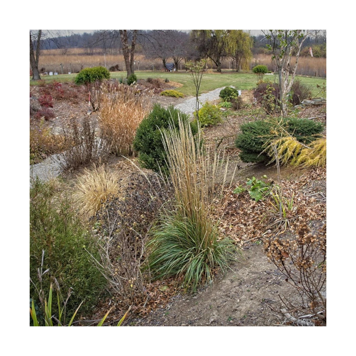 Calamagrostis Karl Foerster