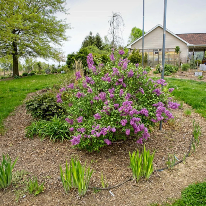 Lilas de Rouen Saugeana, Syringa