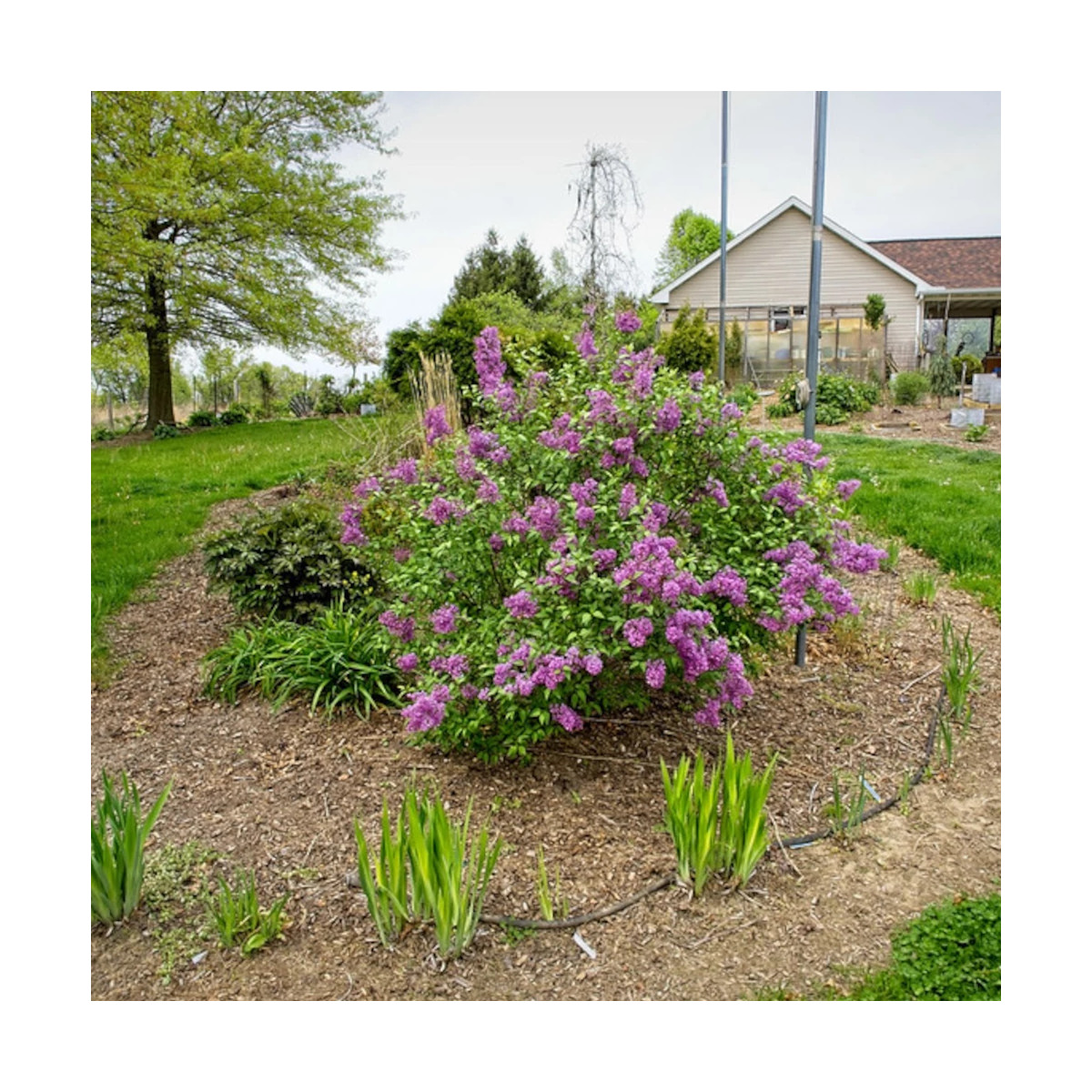 Lilas de Rouen Saugeana, Syringa