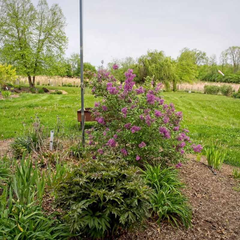 Lilas de Rouen Saugeana, Syringa