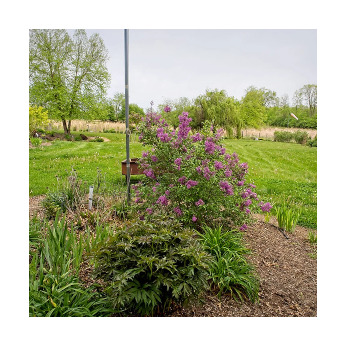 Lilas de Rouen Saugeana, Syringa