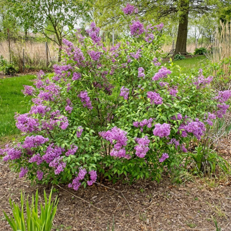 Lilas de Rouen Saugeana, Syringa