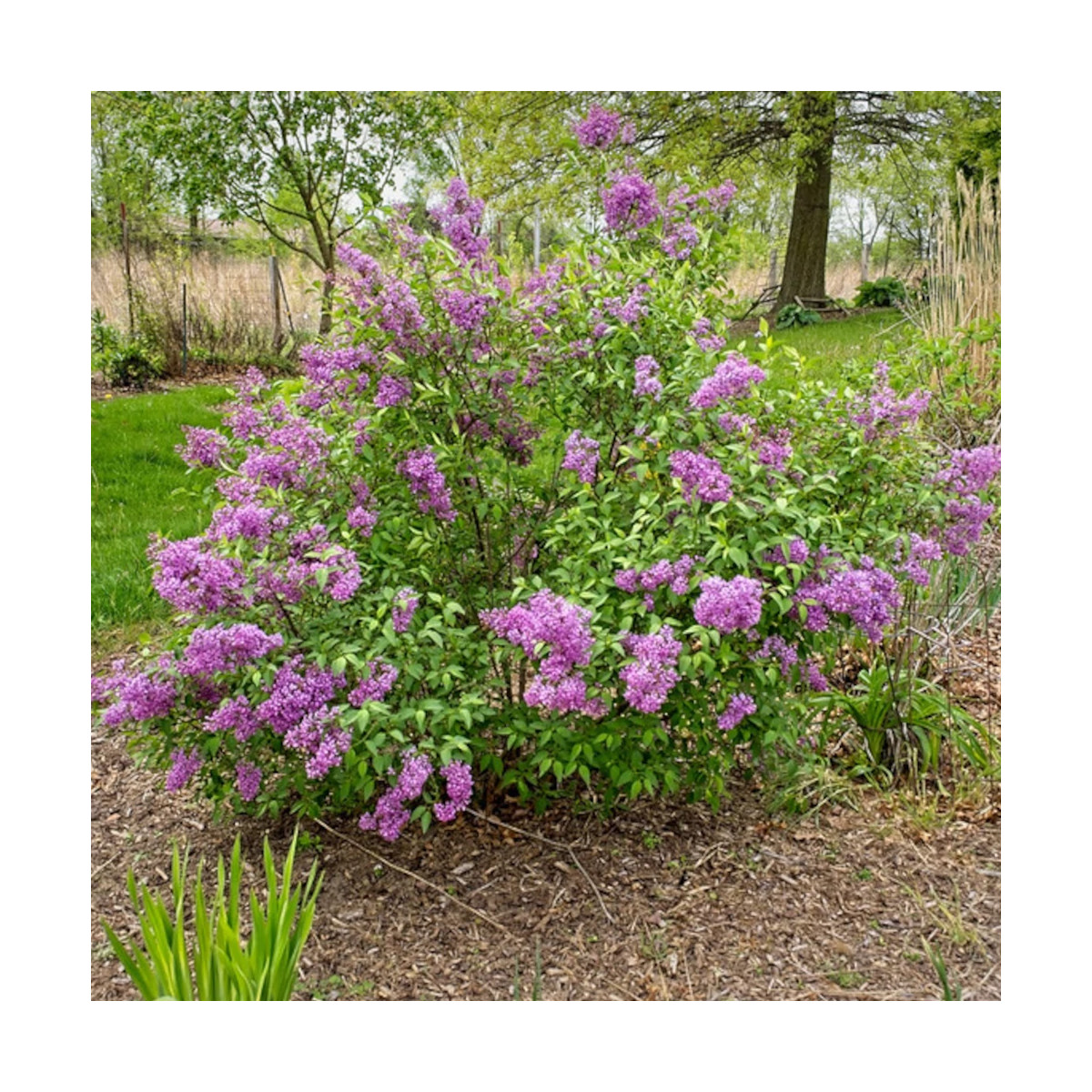 Lilas de Rouen Saugeana, Syringa