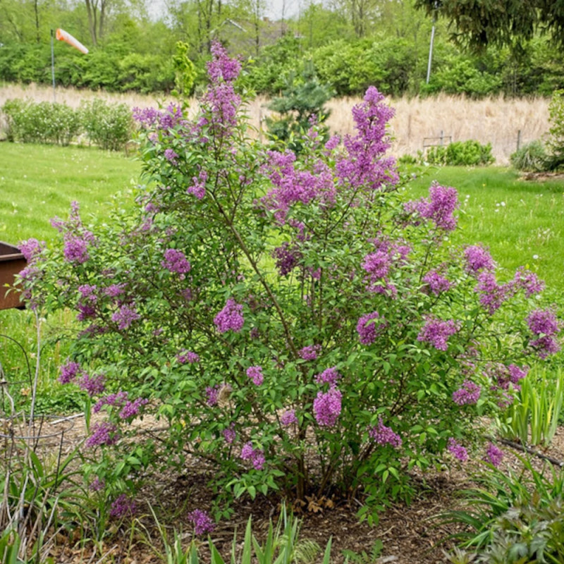 Lilas de Rouen Saugeana, Syringa