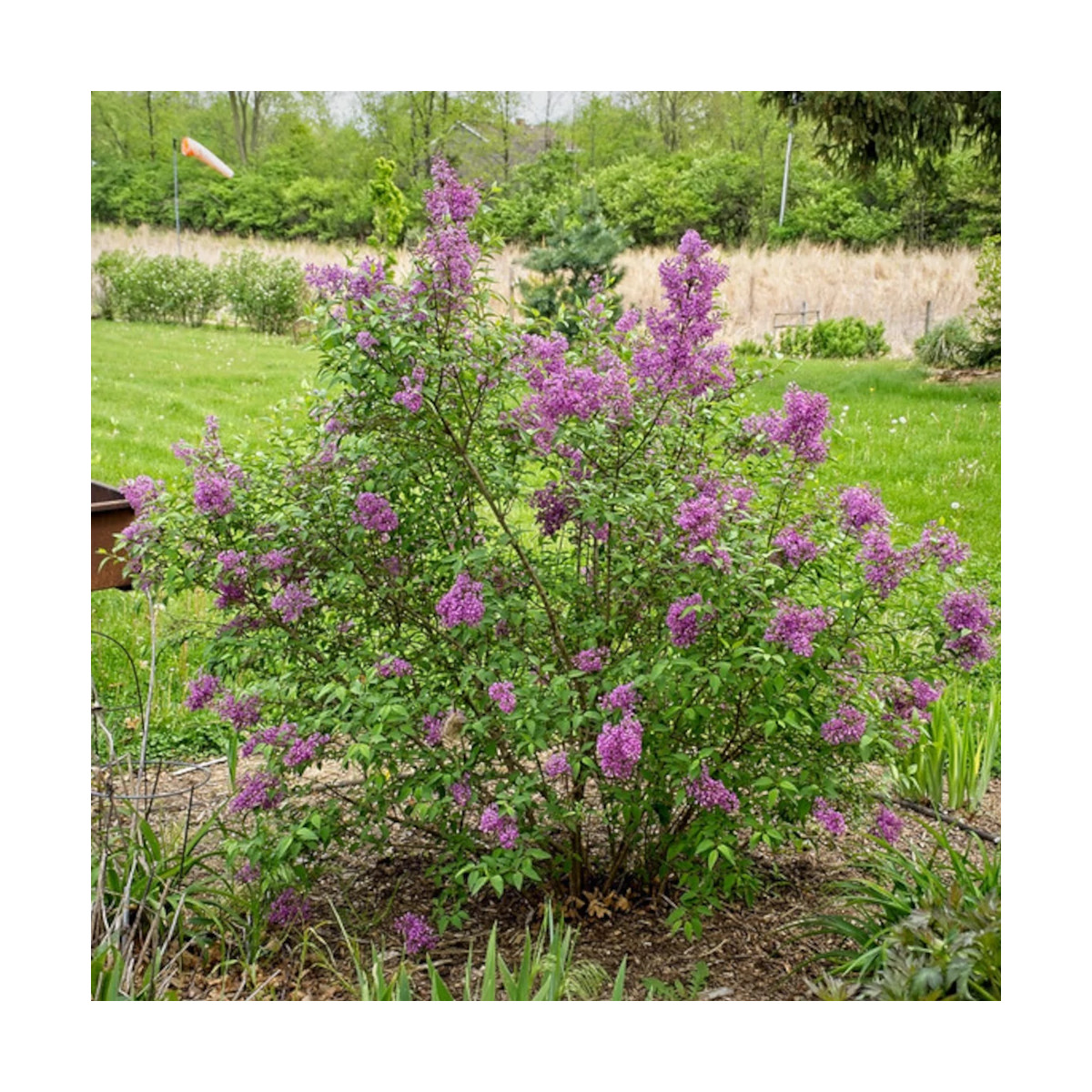 Lilas de Rouen Saugeana, Syringa