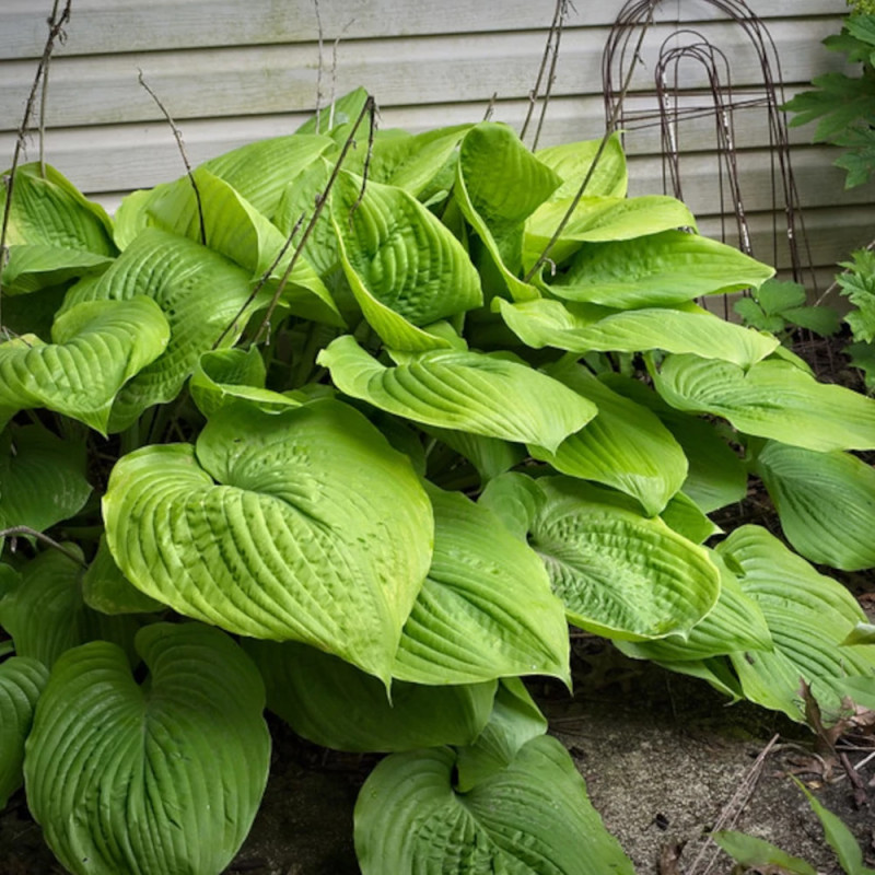 Hosta Sum and Substance