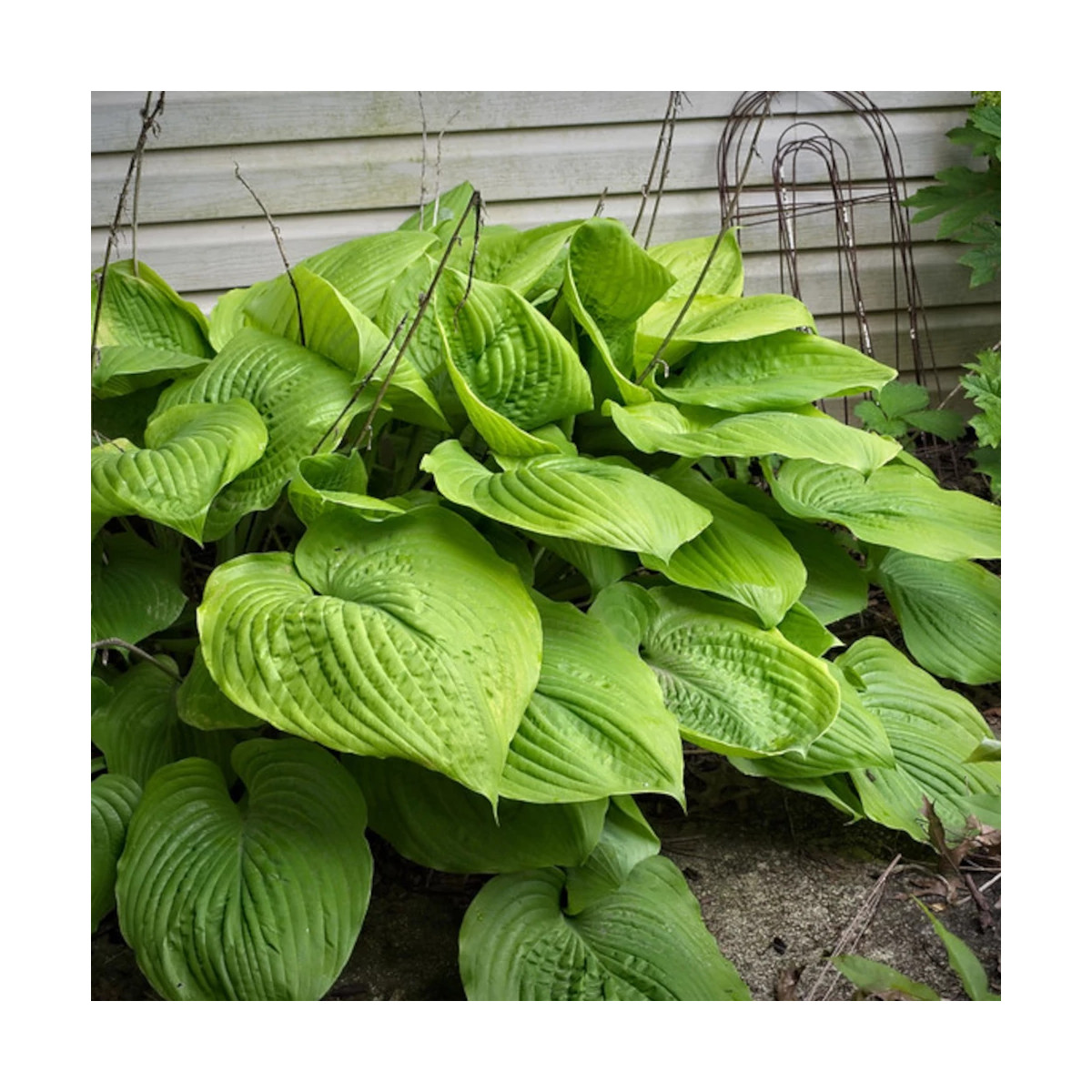 Hosta Sum and Substance