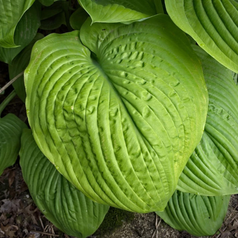 Hosta Sum and Substance