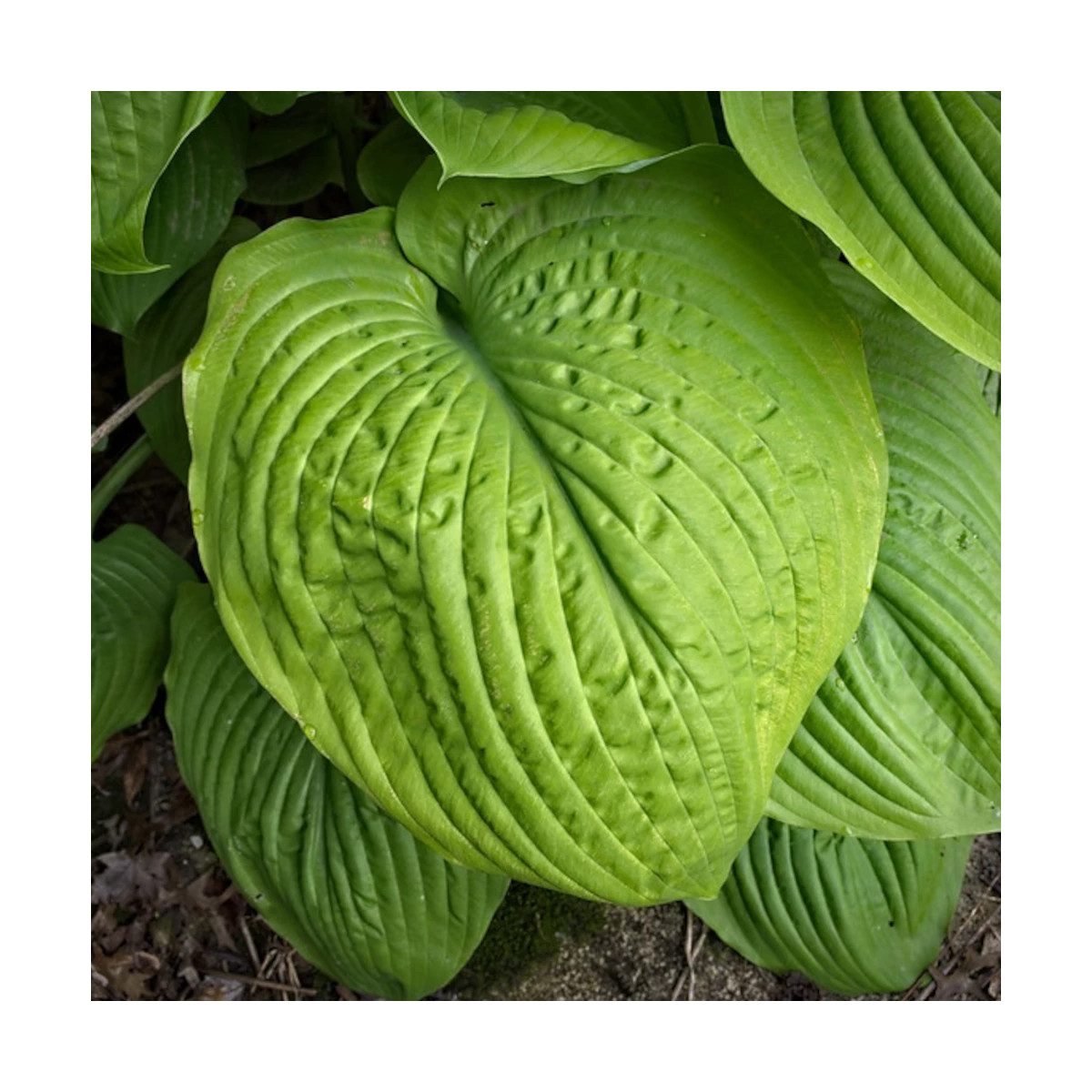 Hosta Sum and Substance