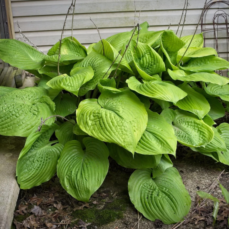 Hosta Sum and Substance