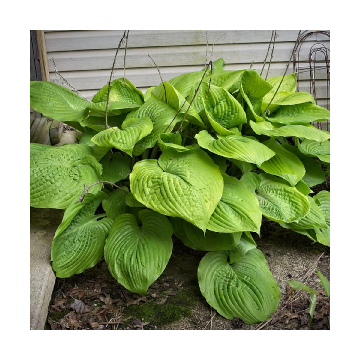 Hosta Sum and Substance