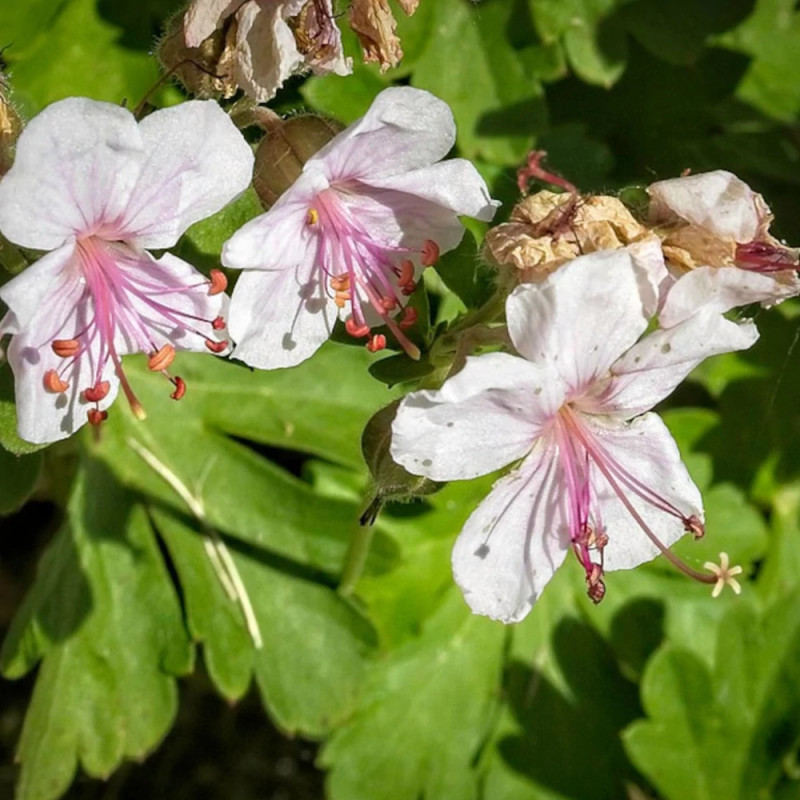 Géranium vivace Biokovo