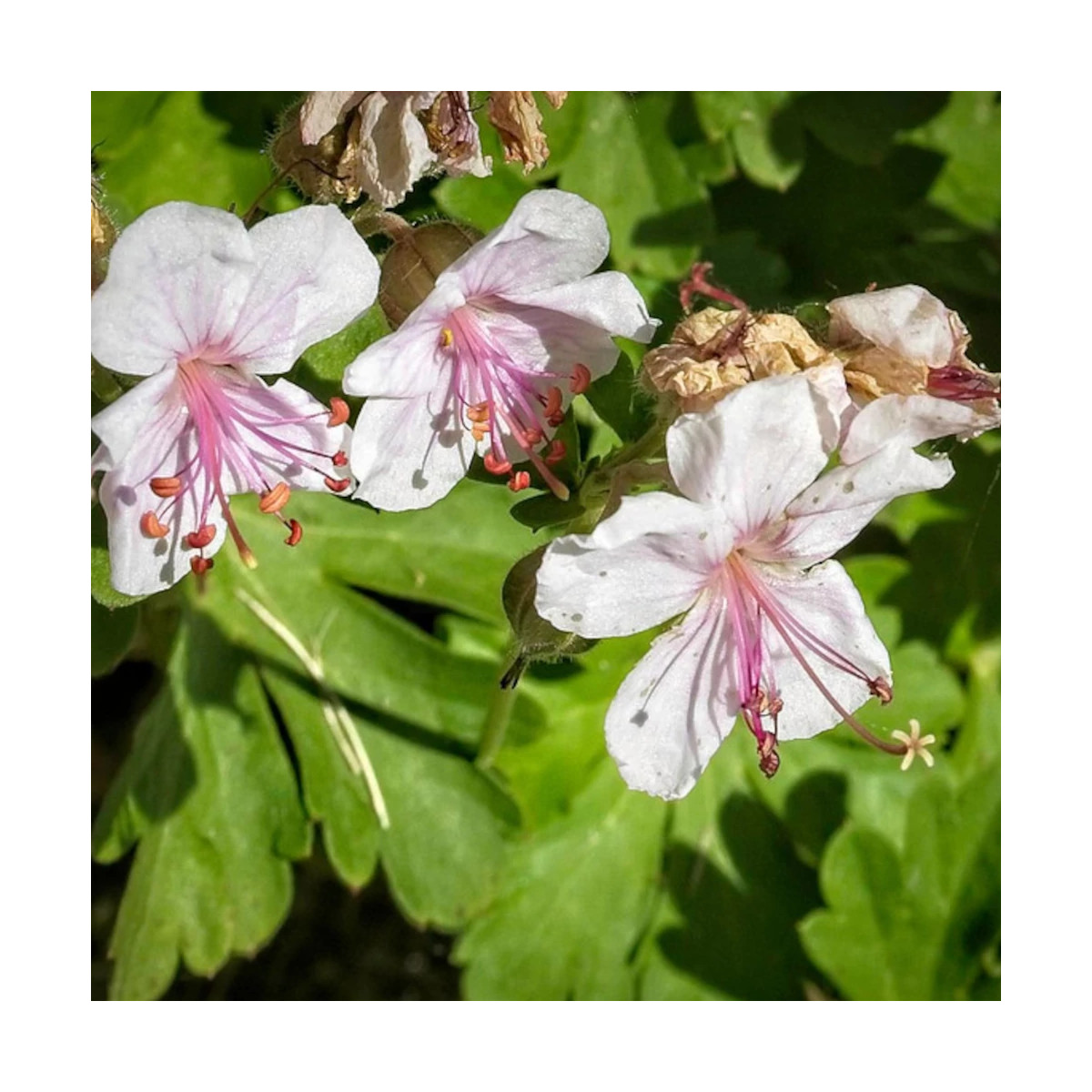Géranium vivace Biokovo