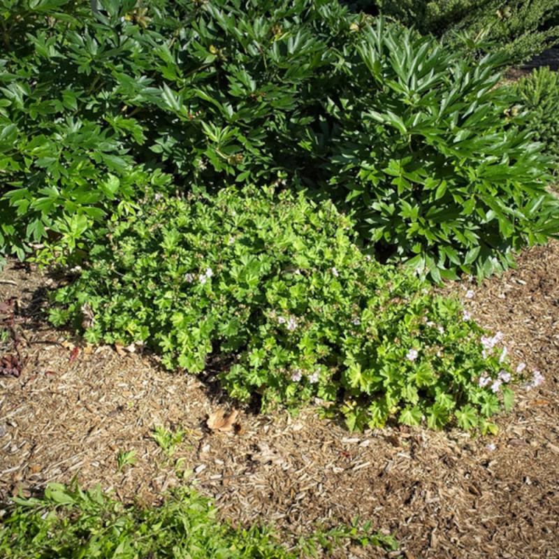 Géranium vivace Biokovo