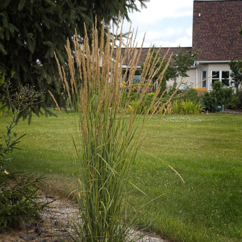 Calamagrostis Avalanche