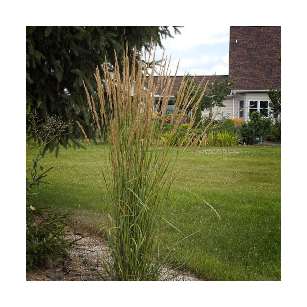 Calamagrostis Avalanche
