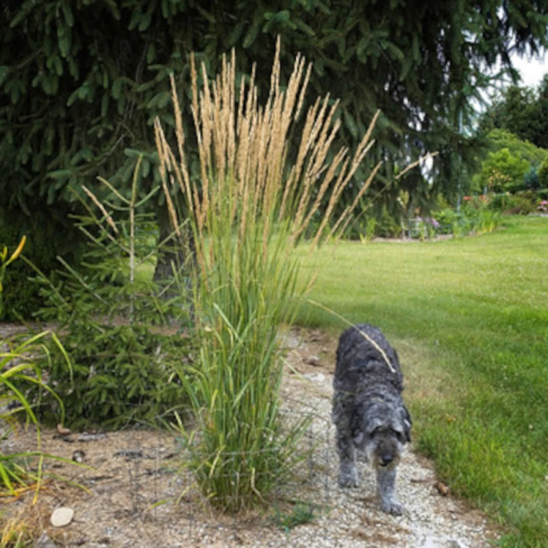 Calamagrostis Avalanche