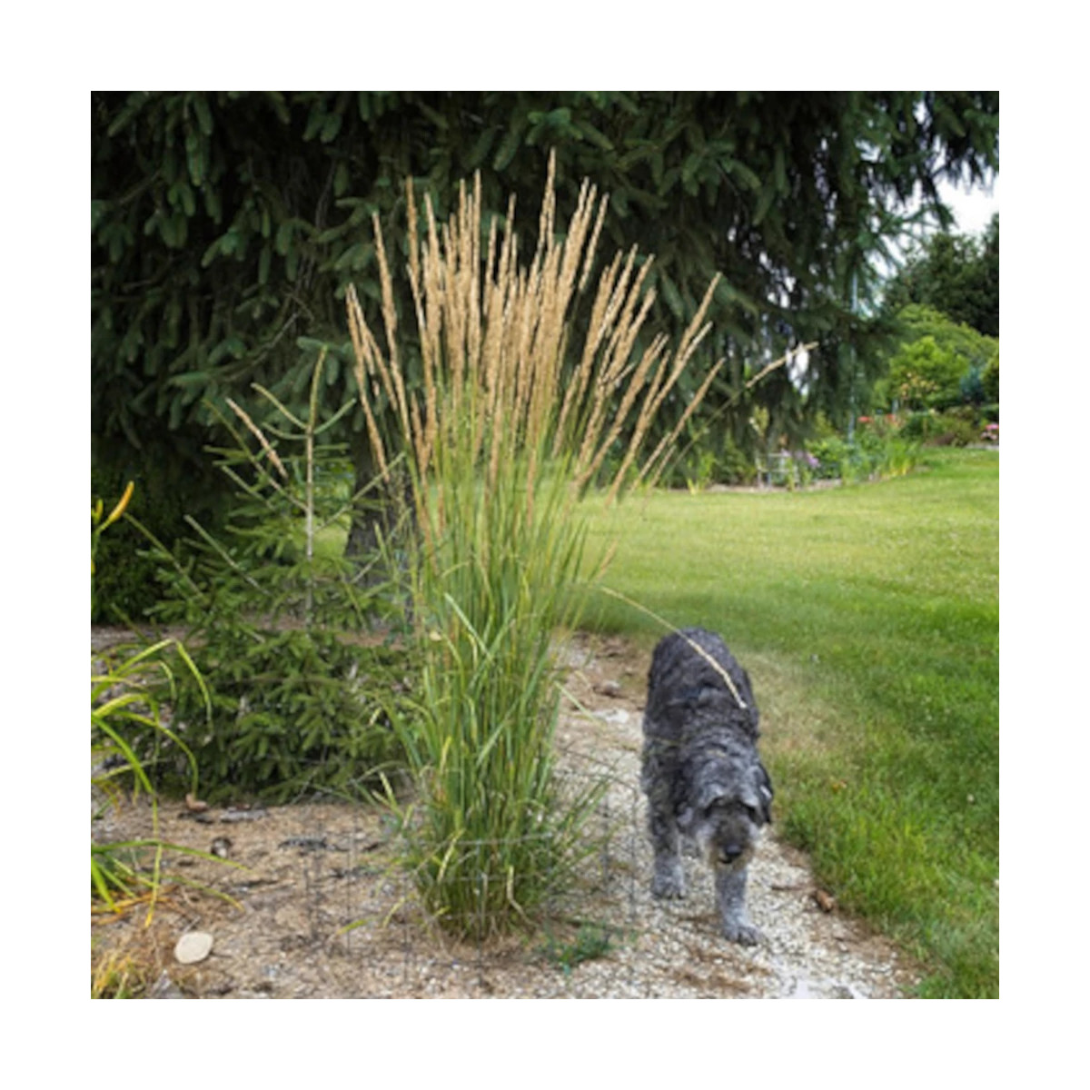 Calamagrostis Avalanche