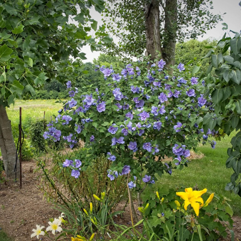 Hibiscus Blue Chiffon® 'Notwoodthree', Althéa