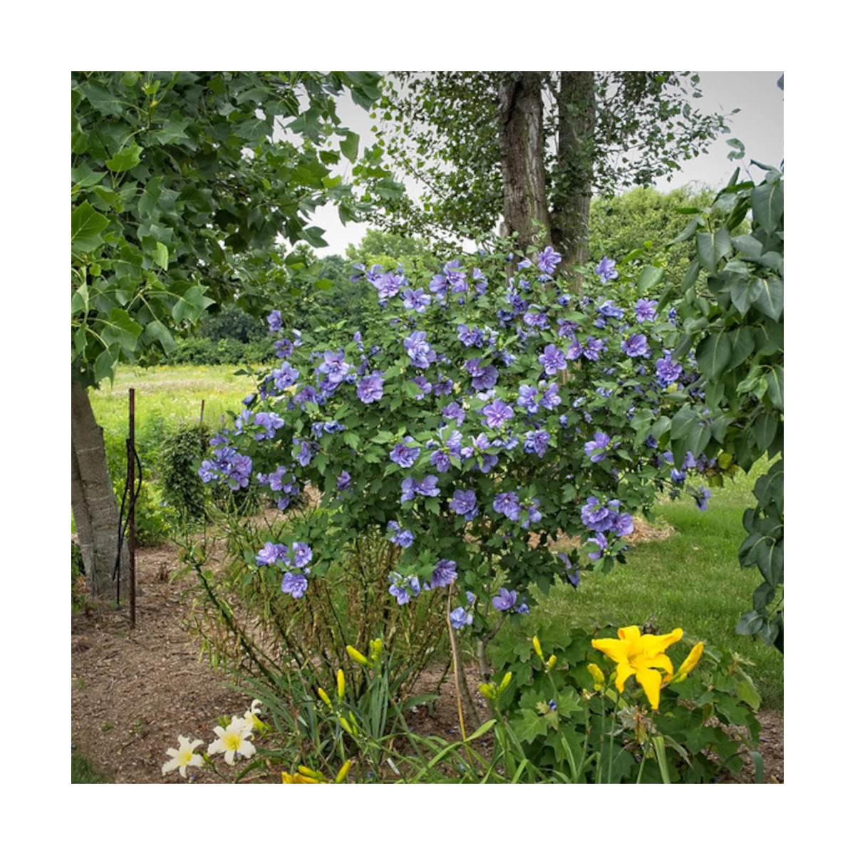 Hibiscus Blue Chiffon® 'Notwoodthree', Althéa