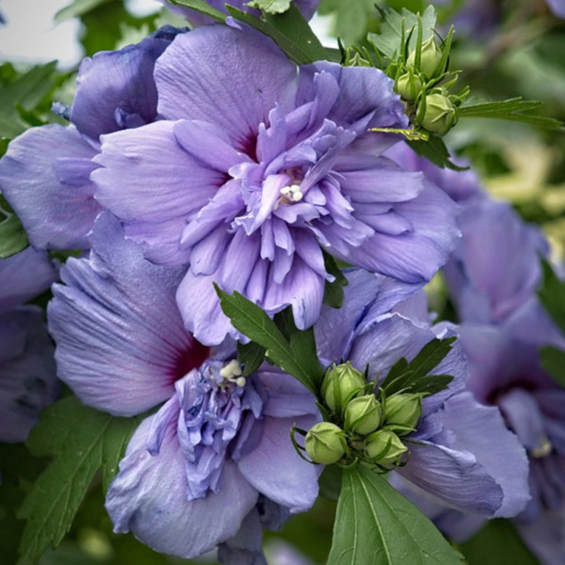 Hibiscus Blue Chiffon® 'Notwoodthree', Althéa