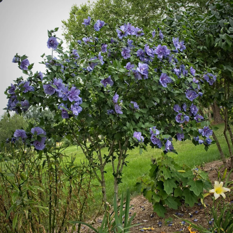 Hibiscus Blue Chiffon® 'Notwoodthree', Althéa