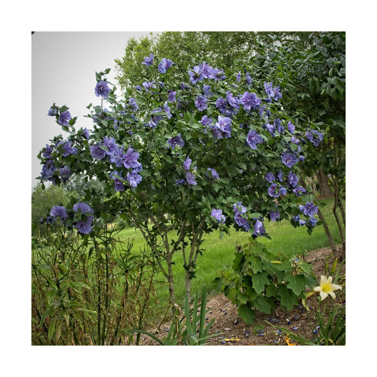Hibiscus Blue Chiffon® 'Notwoodthree', Althéa
