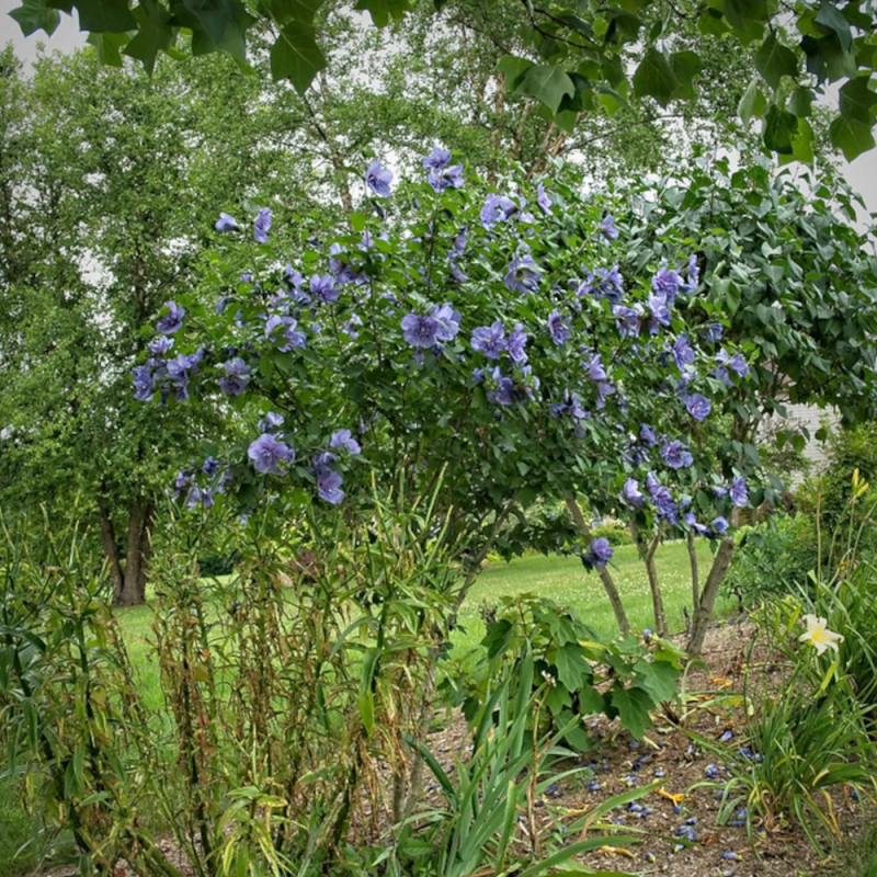 Hibiscus Blue Chiffon® 'Notwoodthree', Althéa