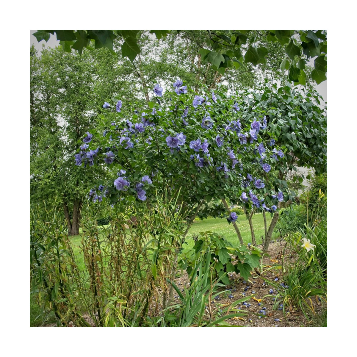 Hibiscus Blue Chiffon® 'Notwoodthree', Althéa