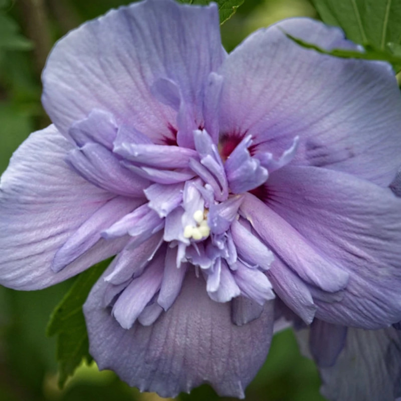 Hibiscus Blue Chiffon® 'Notwoodthree', Althéa