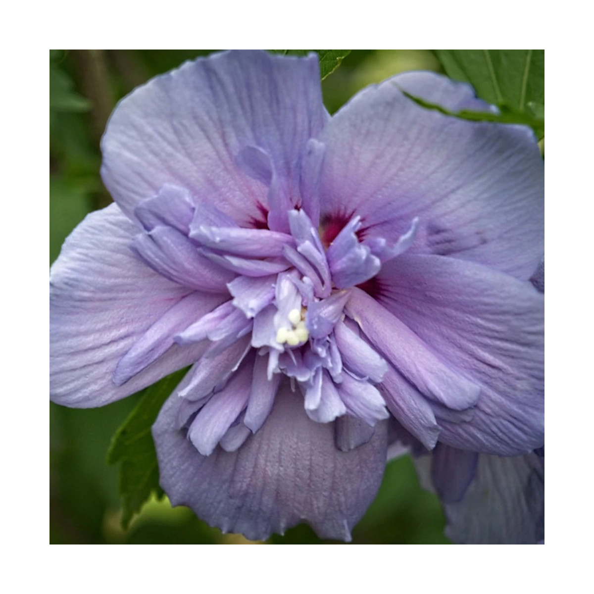 Hibiscus Blue Chiffon® 'Notwoodthree', Althéa
