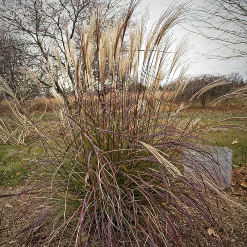 Miscanthus, Roseau de Chine Adagio