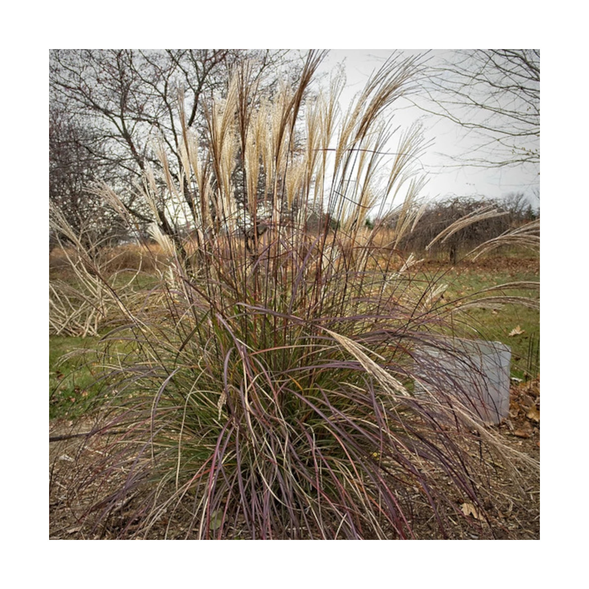 Miscanthus, Roseau de Chine Adagio
