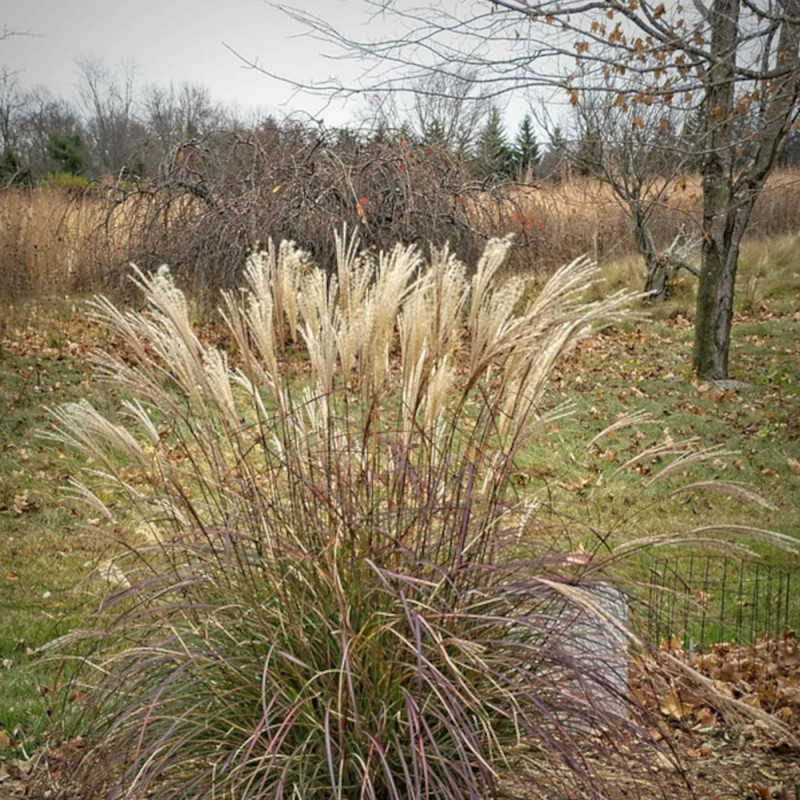 Miscanthus, Roseau de Chine Adagio