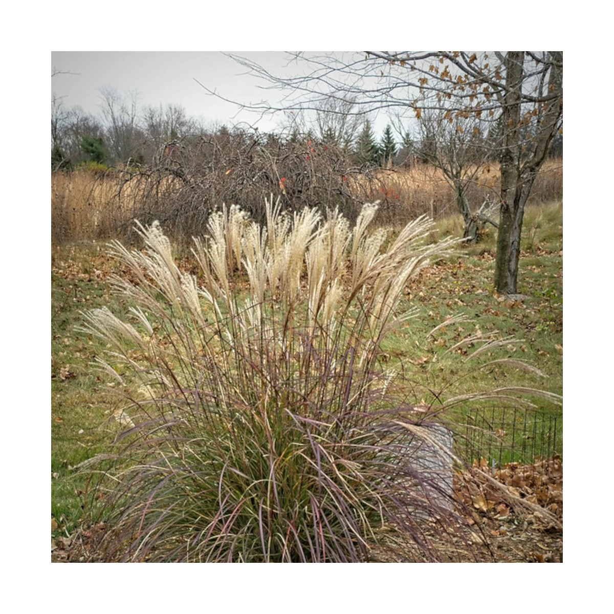 Miscanthus, Roseau de Chine Adagio